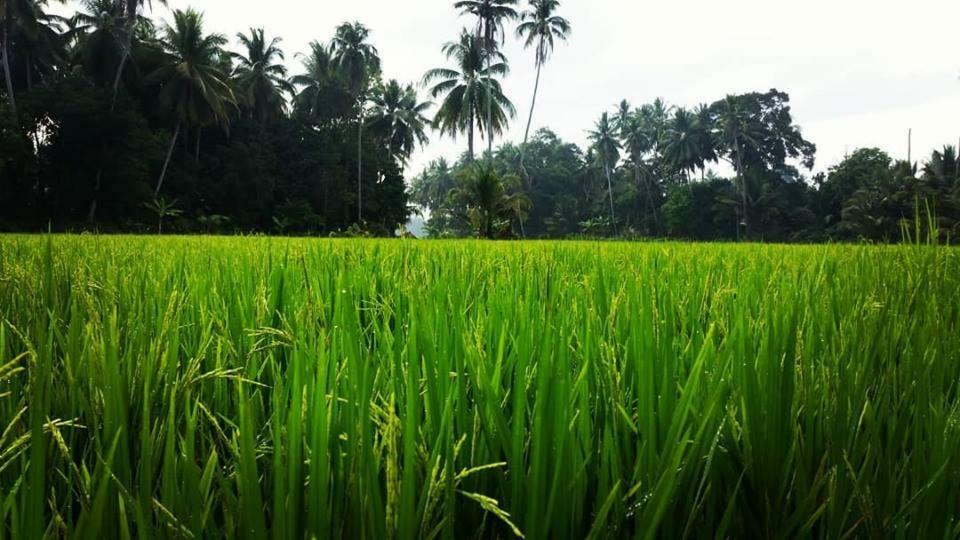 Seri Pengkalan Homestay Bachok Exterior foto